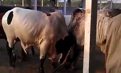 COW FIGHTING