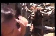 Man And Goat Talking Each Other
