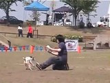 Jack Russell Terrier Disc Dog Competition