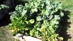 Fall Garden Update - October 25 - Raised bed square foot garden organic grow food free