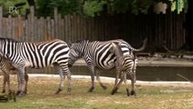 Was gibt's Neues im  Tiergarten Straubing? | Zeit für Tiere | 13.09.2014