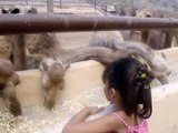 Zoo Oasis Park - Fuerteventura - Islas Canarias