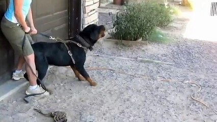 Rottweiler Protection Training (Odin von Riesig)