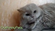 Funny Videos Funny Cat Videos Funny Vines Cool Cute Cats Funny Videos #6