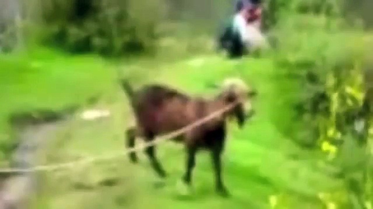 Best of de cris de chèvres les plus drôles
