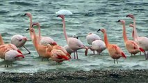 Exited flamingo's dancing / Opgewonden Flamingo's dansen (Phoenicopterus)