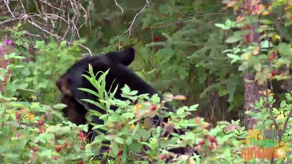 TOP 30 ANIMAL VIDEOS -  Animal Playlist for children