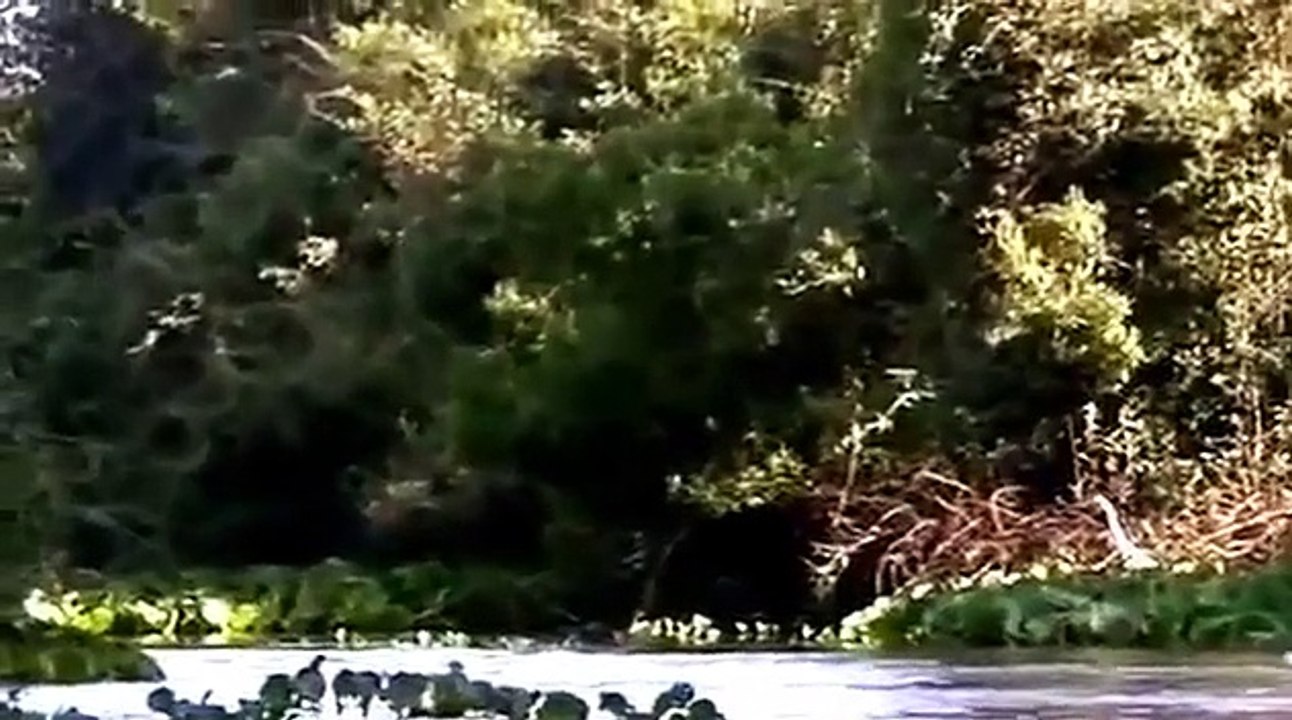 Pinnipeds| Animal Planet 2015 | Wildlife Documentary | National Geographic Animals