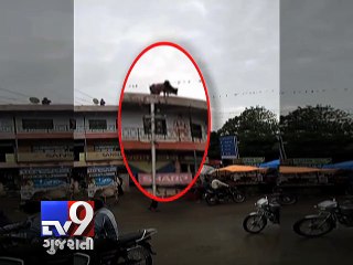 Bhavnagar 'Bull' lead residents on chase - Tv9 Gujarati