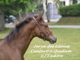 Ferya des Edènes local foals St Lô