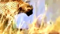 Animal Attack, Animal attack Compilation, Animal Fights, Animal Fights Video