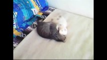 Funny Videos - Funny Cat Videos - Funny Animals Compilation 2015 - Funny Vines - Funny Pictures