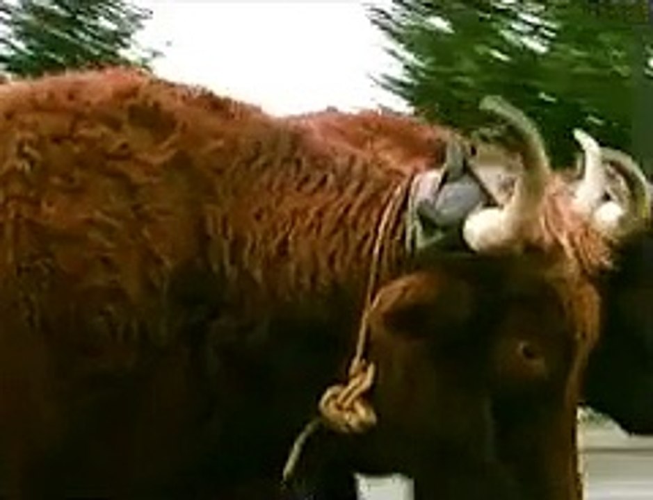 Attelage de bœufs salers1