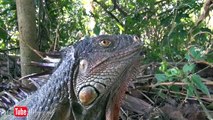 Cheech & Chong's Iguana is alive in Costa Rica