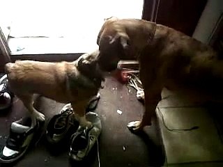 Corgi Puppy vs. Pitbull/Boxer: Tug O' War Deathmatch