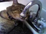 Cat drinking in the sink and sinking