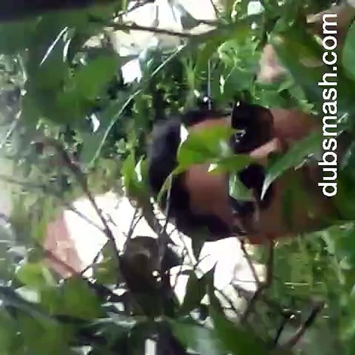 Dubsmash by Talha khan