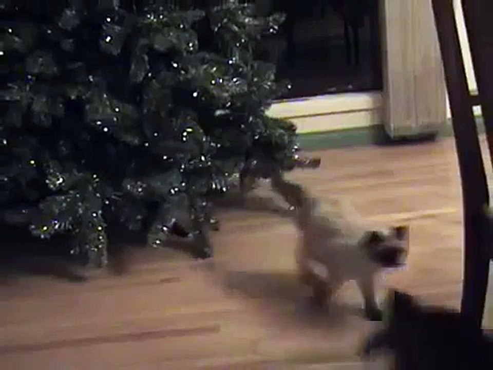 Christmas Tree Cats