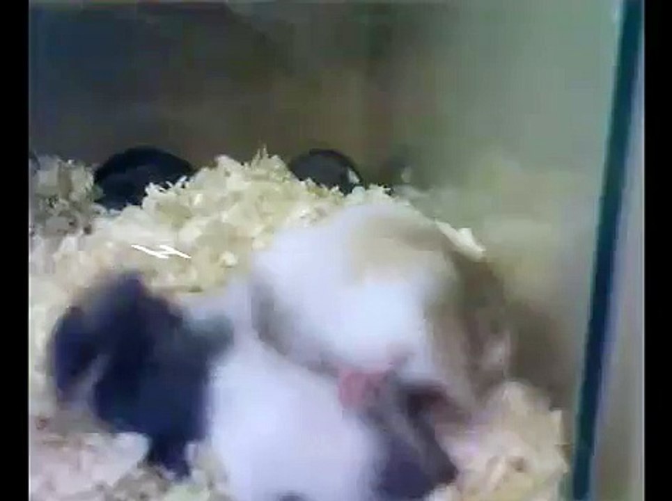 Baby Hamster Fight