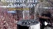 JAY Birds (Slow Motion) Canada Jay aka. Gray Jay, Whiskey Jack, Camp Robber (2014)