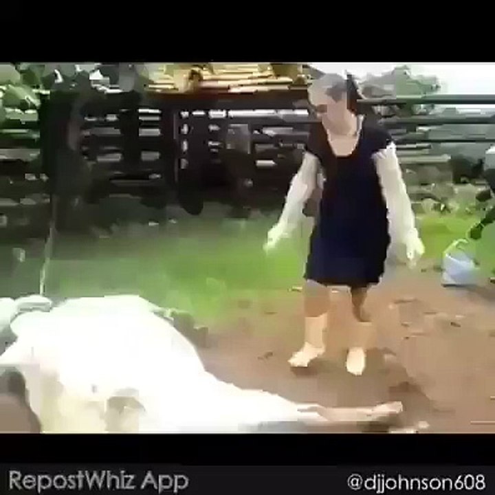 Watch how the cow kicked the girl