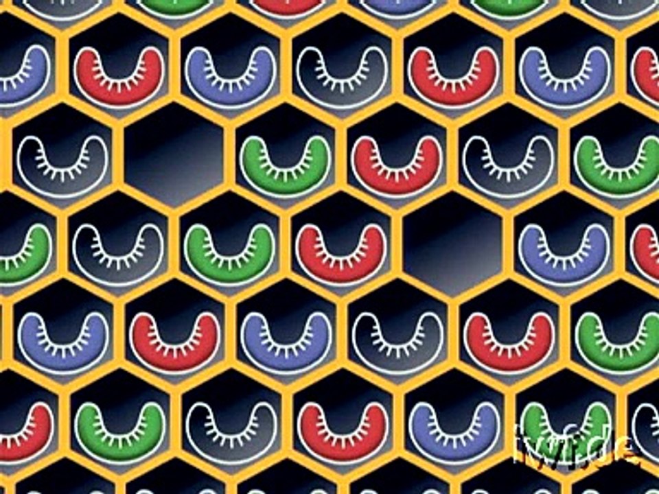 Selection of honey bees for yield and behaviour