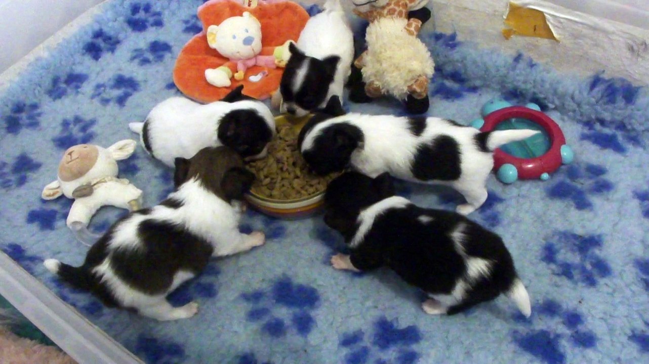 Le premier repas des bébés de Impérial Asia