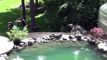 Rolana Tankus Fox Healing Koi Pond & Japanese Gardens  38 Glimpse of the Garden