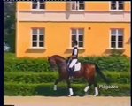 Ragazzo - Hanoverian stallion, graded ELITE, shown ridden