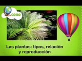 La Eduteca - Las plantas: tipos, relación y reproducción