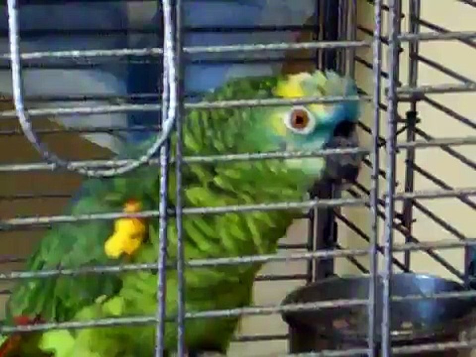 LORO HABLANDO