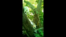 #Funny cat - Mischieves | Three sister together | climbing Tree !!!