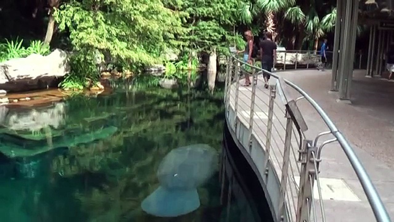 Manatee Rescue SeaWorld Orlando