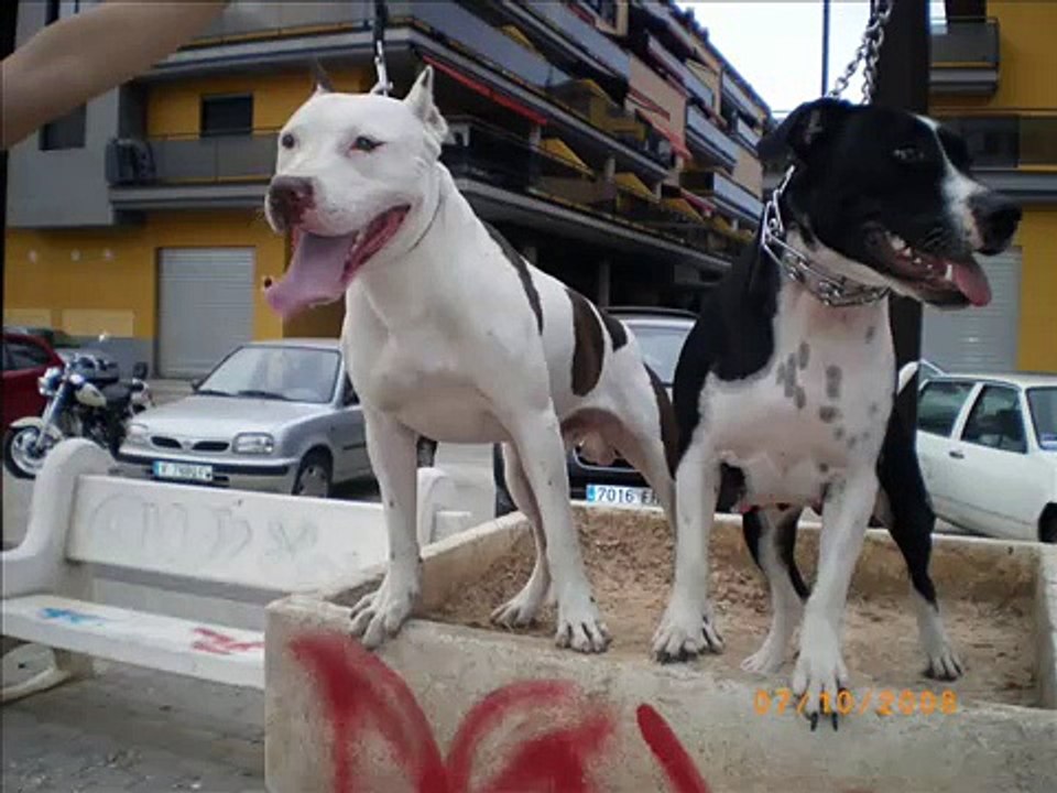 Nacimiento pitbull cachorros Leila X Tito