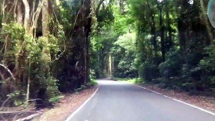 Driving In Rain Forest- Lamington National Park in Queensland استراليا الغابات المطريه في كوينزلاند
