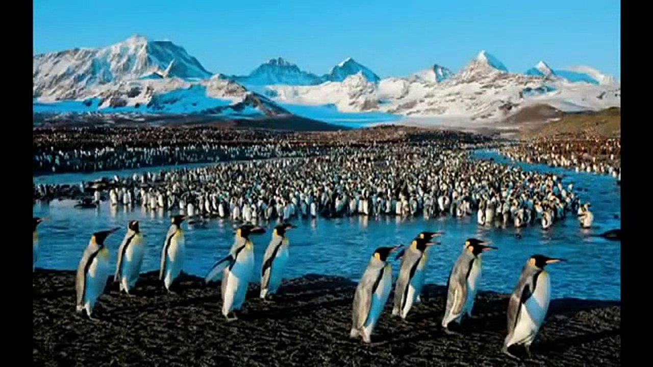 Paul Nicklen: "Tales of ice bound wonderlands"