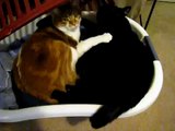 Cute Cats Cuddling in Laundry Basket