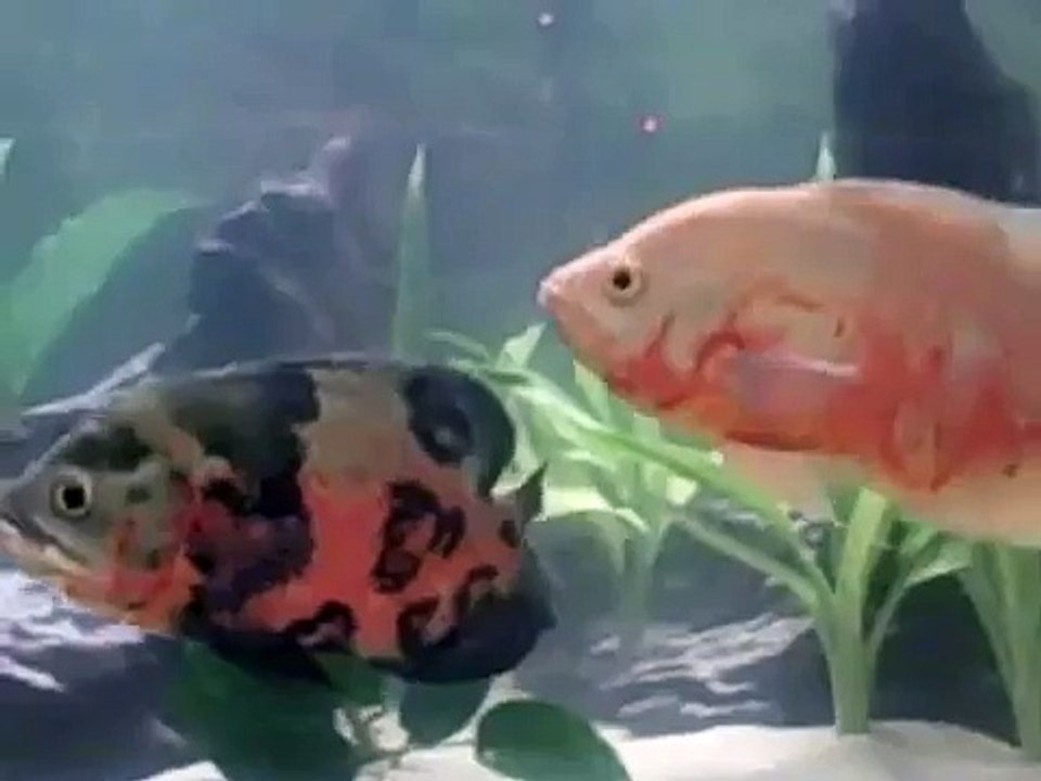 My big Oscar Fish
