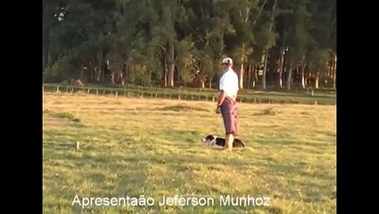 Border Collie - Caracu do Ipê - Ipe Joy