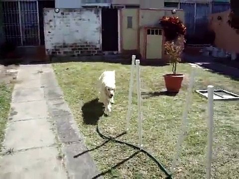 Entrena a tu Perro Agility Slalom, How to make Weave Poles, Slalom Clicker