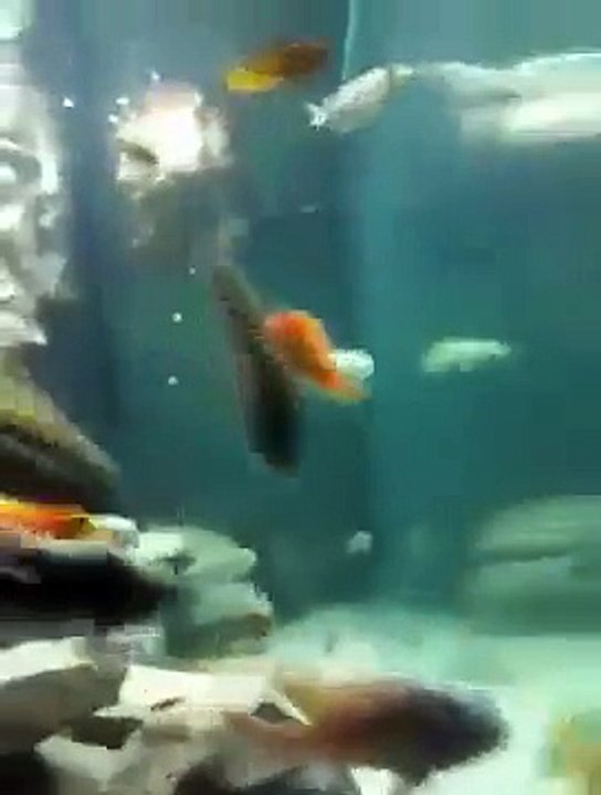 malawi cichlids aquarium, 3D background