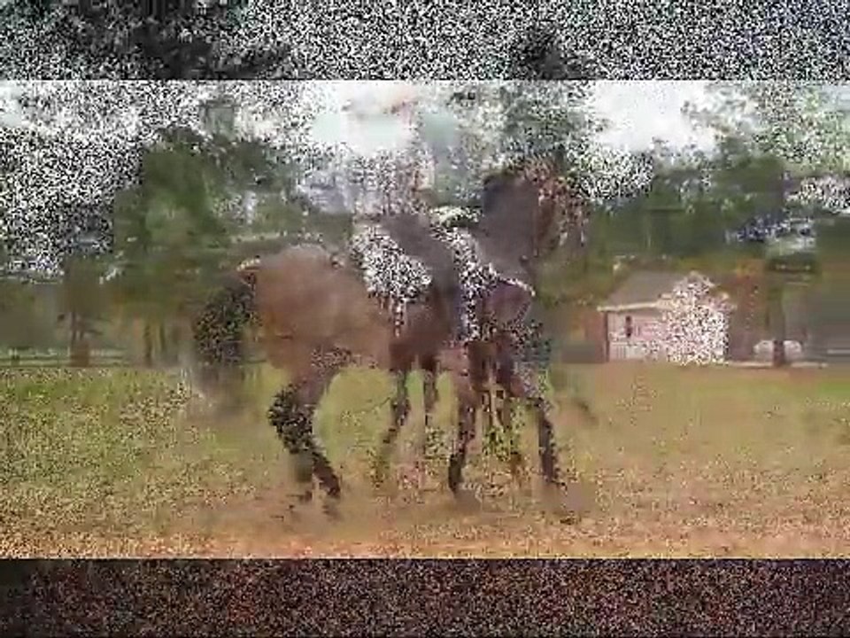 Andalusian Caballos Bailadores con Banda -- El Polviado -- www.ranchoelcolmenon.com