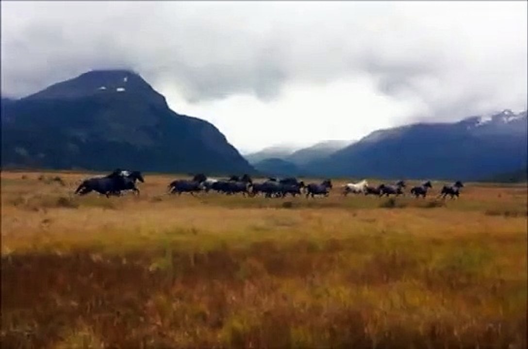 caballos salvajes en tierra del fuego
