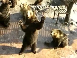 Begging Bears