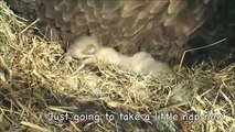Second Egg Hatches in the NE Florida Bald Eagle Nest (AEF)