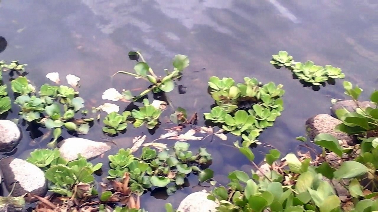Bords d'Étang St Paul,Île de la Réunion.