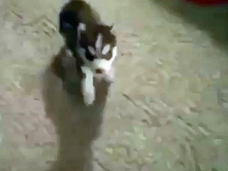 Funny video-Talking Dog 2015