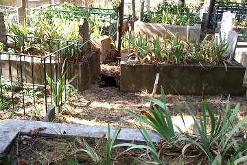 Mehmet Fındıkkaya,Aysel Ve Şerif Fındıkkaya-Kedinin Fareyle Oyunu