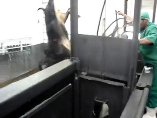 [CUIDADO: CENAS FORTES] Abate Frigorífico com pistola pneumática