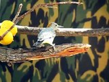 green jay, audubon, golden fronted woodpecker.  en Nuevo Laredo.